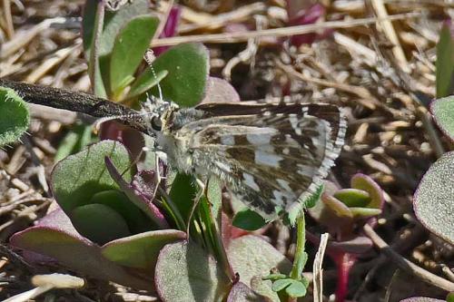 Réf. 244 505 : Pyrgus sp.